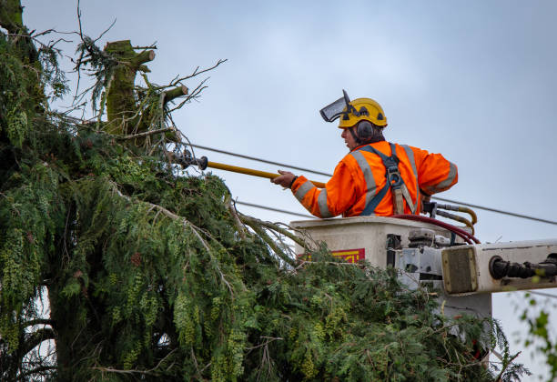 Best Tree Cabling and Bracing  in Grover, WY