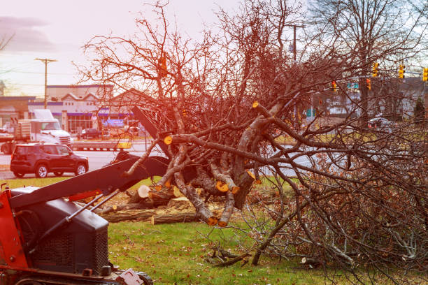 Professional Tree Care in Grover, WY