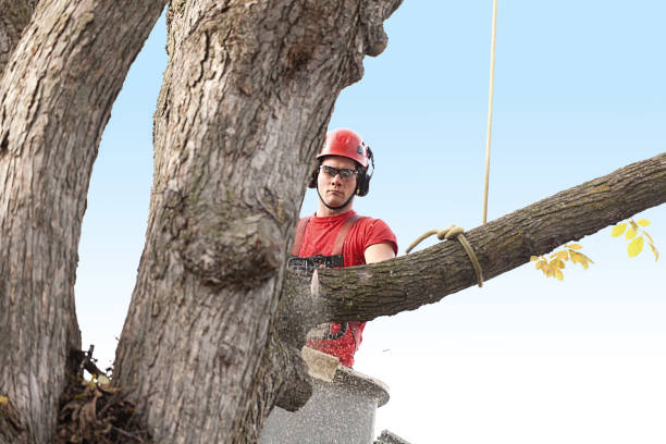 How Our Tree Care Process Works  in  Grover, WY